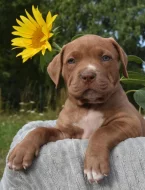 American Bully Bořeňovice