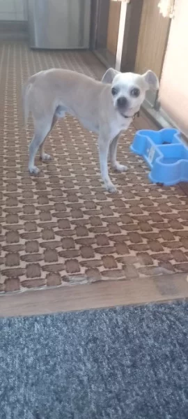 Pes čivava sprskla pinčem