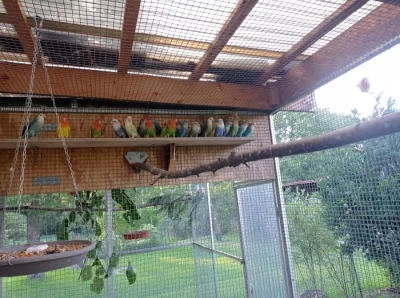 agapornis růžovohrdlý