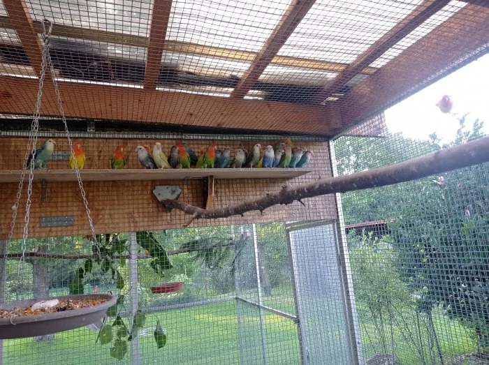 agapornis růžovohrdlý