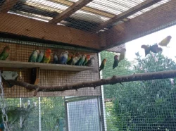 agapornis růžovohrdlý