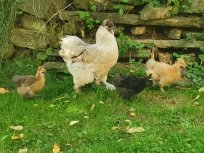 Hedvábnička kuřátka i slepičky nabízím
