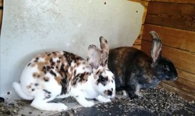 Dalmatinský Rex