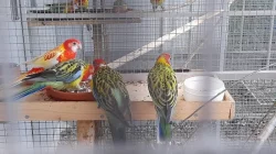 ROSELA PESTRÁ / RUBINO,LUTINO - letošní 2023