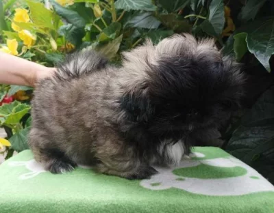 Pekinéz