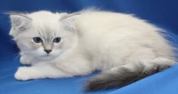RAGDOLL KOŤÁTKA