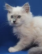 RAGDOLL KOŤÁTKA