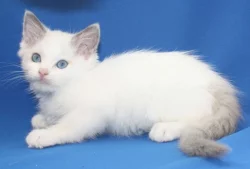 RAGDOLL KOŤÁTKA