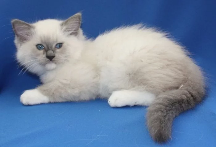RAGDOLL KOŤÁTKA