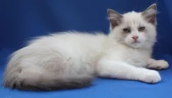 RAGDOLL KOŤÁTKA