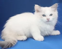 RAGDOLL KOŤÁTKA