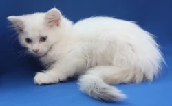RAGDOLL KOŤÁTKA