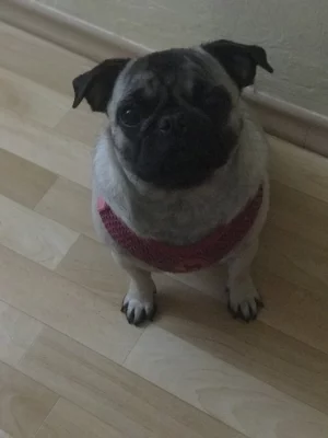 Mops