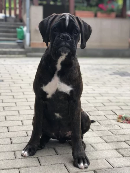 Nemecký boxer s PP