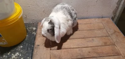 Prodám zakrsleho králíka I s klecí.