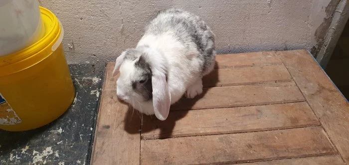 Prodám zakrsleho králíka I s klecí.