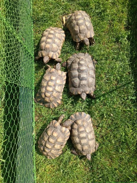 Suchozemská želva vroubená samec