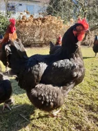 Maranska modrá a černá násadová vejce a kuřata