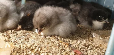 Maranska modrá a černá násadová vejce a kuřata