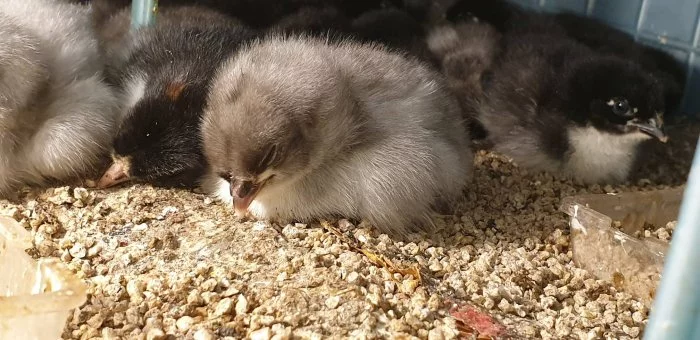 Maranska modrá a černá násadová vejce a kuřata