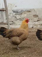 Česká zlatá kropenka násadová vejce a kuřata