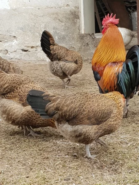 Česká zlatá kropenka násadová vejce a kuřata