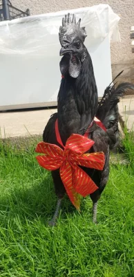 Ayam Cemani násadová vejce a kuřata