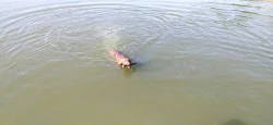 Vizsla- Maďarský ohař krátkosrstý
