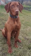 Vizsla- Maďarský ohař krátkosrstý