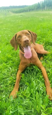 Vizsla- Maďarský ohař krátkosrstý
