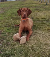 Vizsla- Maďarský ohař krátkosrstý