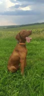 Vizsla- Maďarský ohař krátkosrstý