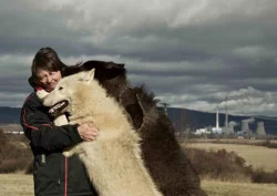 severoamerický indiánský pes, vlk, vlčí hybrid, vlčí kříženec, north american indian dog