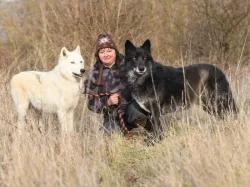 severoamerický indiánský pes, vlk, vlčí hybrid, vlčí kříženec, north american indian dog
