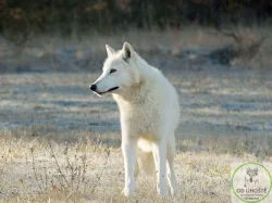 severoamerický indiánský pes, vlk, vlčí hybrid, vlčí kříženec, north american indian dog