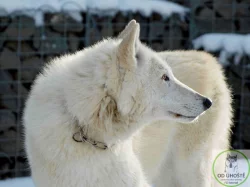 severoamerický indiánský pes, vlk, vlčí hybrid, vlčí kříženec, north american indian dog