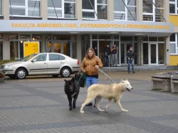 severoamerický indiánský pes, vlk, vlčí hybrid, vlčí kříženec, north american indian dog