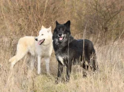 severoamerický indiánský pes, vlk, vlčí hybrid, vlčí kříženec, north american indian dog