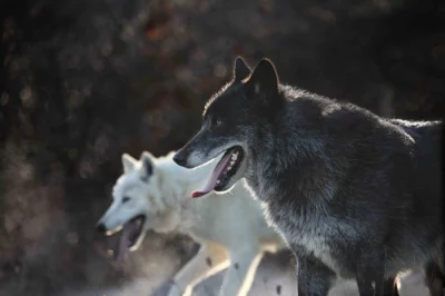 severoamerický indiánský pes, vlk, vlčí hybrid, vlčí kříženec, north american indian dog