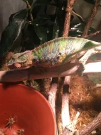 Chameleon pardálí Ambilobe