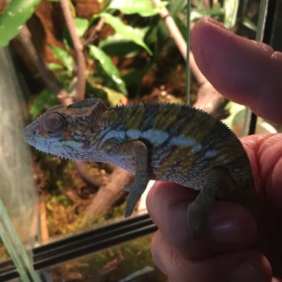 Chameleon pardálí Ambilobe