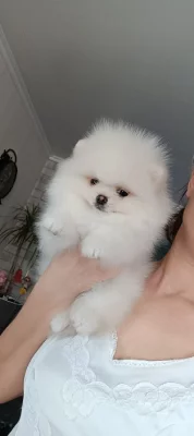 Německý špic, pomeranian prodej