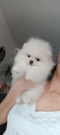 Německý špic, pomeranian prodej