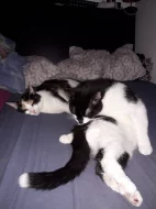 Kočičky do péče na chvilku seniorum❤Kastrovany páreček