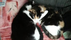 Kočičky do péče na chvilku seniorum❤Kastrovany páreček