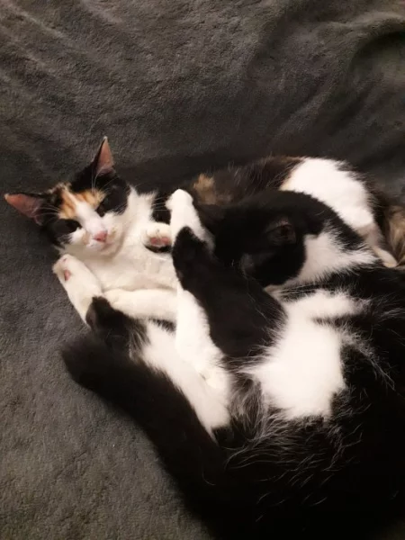 Kočičky do péče na chvilku seniorum❤Kastrovany páreček