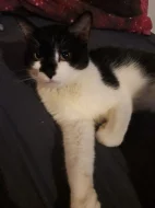 Kočičky do péče na chvilku seniorum❤Kastrovany páreček