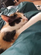 Kočičky do péče na chvilku seniorum❤Kastrovany páreček