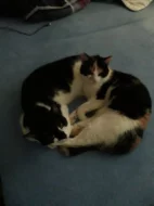 Kočičky do péče na chvilku seniorum❤Kastrovany páreček