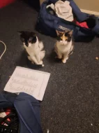 Kočičky do péče na chvilku seniorum❤Kastrovany páreček